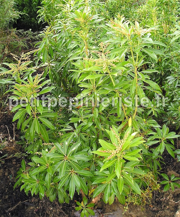 Pieris floraison